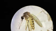 Detectan el virus zoonótico Sindbis en mosquitos del suroreste de España