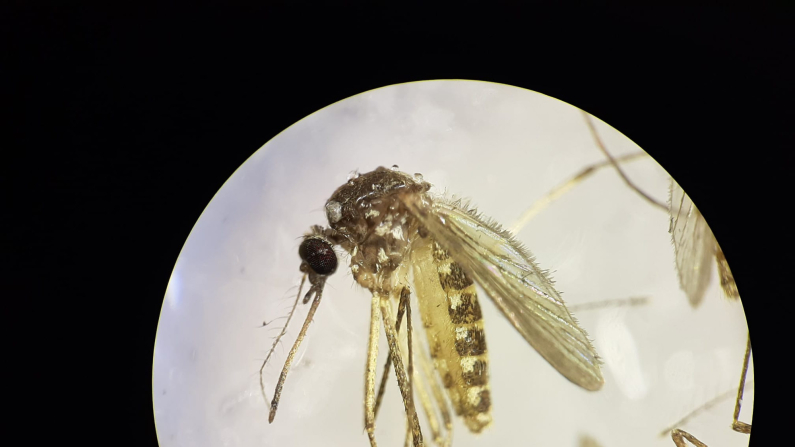 Un estudio del Instituto de Salud Carlos III (ISCIII) y de la Estación Biológica de Doñana (EBD-CSIC) ha detectado en el suroeste de España la presencia de mosquitos portadores del virus Sindbis, un microorganismo que circula entre las aves y que es zoonótico porque puede, ocasionalmente, infectar a personas. EFE/CSIC//