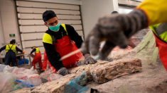Intervenidos más de 90 kilos de pescado inmaduro en el puerto de Altea (Alicante)