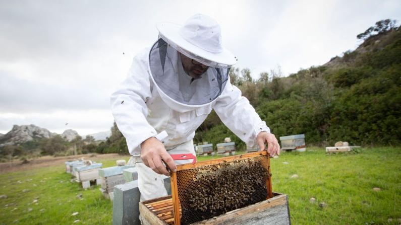 El apicultor Marti Mascaro inspecciona colmenas, en su granja de miel donde produce miel orgánica en Pollenca, en la isla balear española de Mallorca, el 9 de diciembre de 2021. (Foto de JAIME REINA / AFP) 