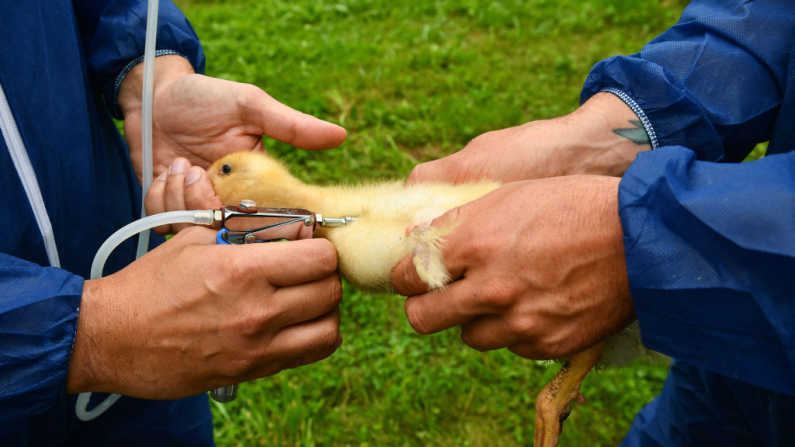 Un patito es vacunado con la vacuna Volvac contra la gripe en un criadero de Renung, suroeste de Francia, el 1 de julio de 2024. (Foto de GAIZKA IROZ / AFP)