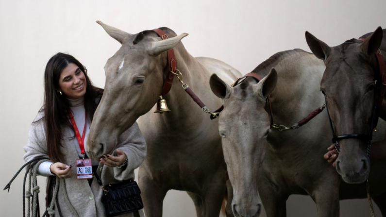 Un asistente junto a unas yeguas en el Salón Internacional del Caballo Sicab 2024 en Sevilla, el 19 de noviembre de 2024. Del 19 al 24 de noviembre, el Palacio de Congresos y Exposiciones de Sevilla, FIBES, acogerá el Salón Internacional del Caballo, SICAB 2024, sede del Campeonato del Mundo de Caballos de Pura Raza Española. Este año se celebra la 34ª edición del mayor evento ecuestre en torno al caballo de Pura Raza Española del mundo. (Foto de CRISTINA QUICLER / AFP) 