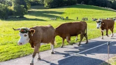 Zurich: granjas suizas sin vacas para conseguir el objetivo de cero emisiones