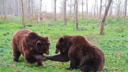 Publican el primer estudio sobre las huellas de osos de las cavernas en la Península