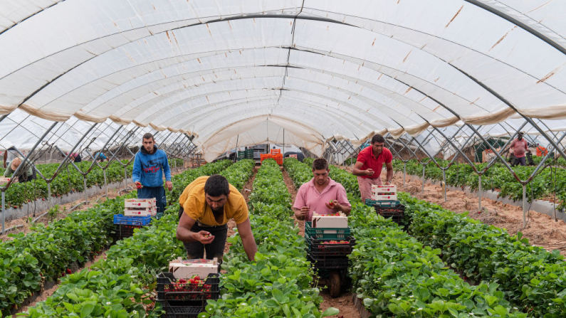 Un grupo de trabajadores portugueses recoge fresas en un invernadero durante la cosecha el 07 de mayo de 2020 en Lepe, España. (Foto de Niccolo Guasti/Getty Images)