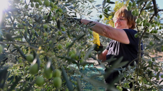 España registra bajas en la ganadería y agricultura, con pérdida del 42% de huertos en 3 años
