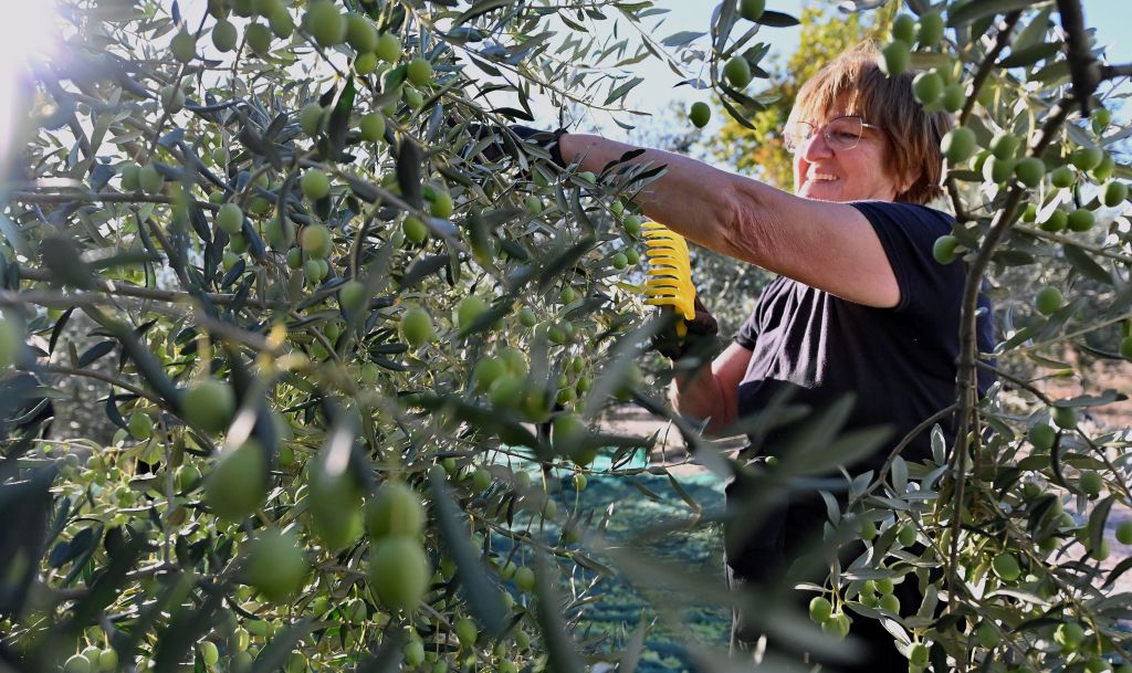 España lidera la superficie cultivada y la producción agrícola orgánica en Europa