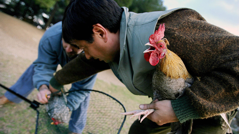 Dos ornitólogos capturan un gallo para analizarlo en busca de gripe aviar en el parque de la Paloma en Benalmádena, sur de España, en una imagen de archivo. (José Luis Roca/AFP via Getty Images)
