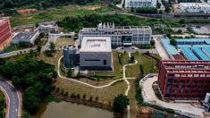 Investigadores chinos encuentran virus de murciélago similar al COVID en laboratorio de Wuhan