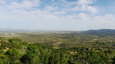 La Junta de Andalucía continuará con la tala de olivos en Jaén pese a la oposición ciudadana