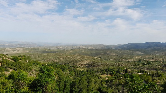La Junta de Andalucía continuará con la tala de olivos en Jaén pese a la oposición ciudadana