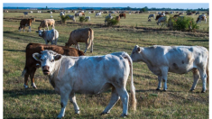 Hungría: Foco de fiebre aftosa obliga a países vecinos cerrar la frontera a animales
