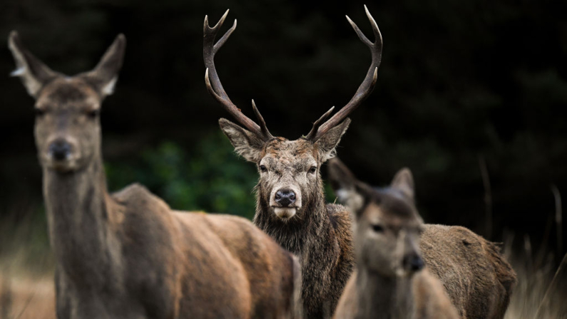 GLEN ETIVE, ESCOCIA - 4 DE ENERO: Ciervos pastan en las Tierras Altas el 4 de enero de 2019 en Glen Etive, Escocia. El ciervo rojo es el animal salvaje más grande de Gran Bretaña. SWT busca detener el acoso a los ciervos, muy frecuentes en la finca de Inverbroome. (Foto de Jeff J. Mitchell/Getty Images)