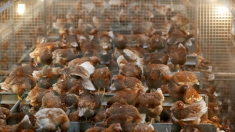 Nuevos brotes de gripe aviar H5N1 surgen en Europa, y se suman a múltiples otros no erradicados