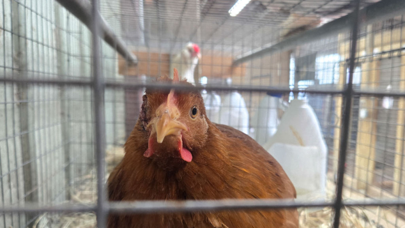 Una gallina en venta se encuentra en su jaula en la tienda Wabash Feed & Garden de Houston, Texas, el 10 de febrero de 2025. (Moisés Ávila/ AFP vía Getty Images)
