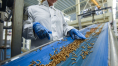 Más harina de insectos en nuestros platos en 2025, ¿cuáles son los problemas?