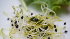 Brotes atípicos de salmonelosis por semillas germinadas se extienden a 9 países europeos en 2 años
