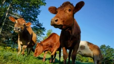 Del veganismo al vitalismo: Por qué dejé la dieta vegetal industrial por comida, suelo y comunidad reales