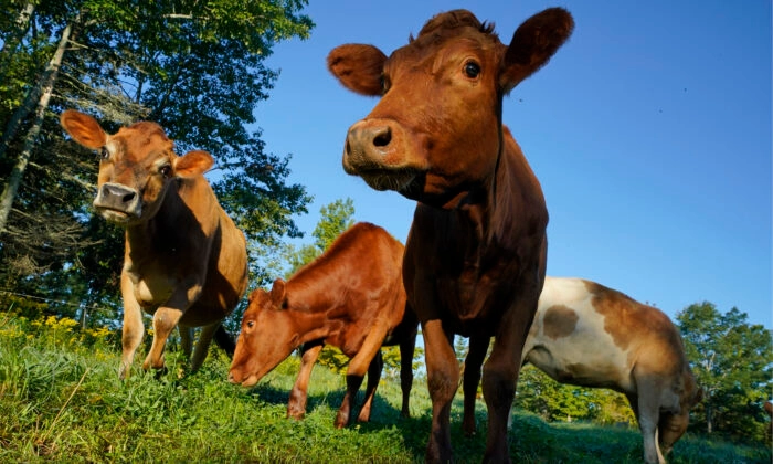 Vacas pastan en un campo en una granja en Penobscot, Maine, el 17 de agosto de 2021. Robert F. Bukaty/AP Photo