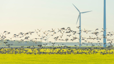 El azote de los aerogeneradores sobre las poblaciones de aves y murciélagos, ante los tribunales