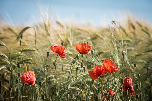 (Imagen compartida por Gerald Friedrich a través de Pixabay)