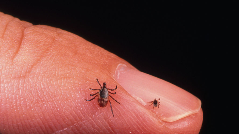 Primer plano de una garrapata hembra adulta y una ninfa en la yema de un dedo. Las garrapatas pueden ser portadoras de numerosas enfermedades virales. (Foto de Getty Images)