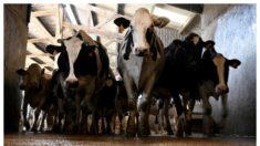 Gobierno anula norma que obliga a ganaderos a tener un veterinario jefe pero incrementa el control