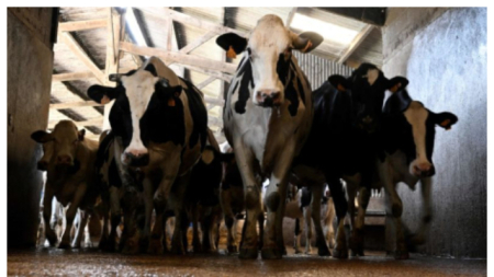 Gripe aviar H5N1: Alerta global por brotes emergentes en bovinos y en 40 especies de mamíferos