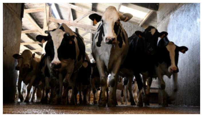  Las vacas caminan bajo aspersores de agua refrescante mientras se dirigen al ordeño en una granja  (Damien Meyer / AFP vía Getty Images)