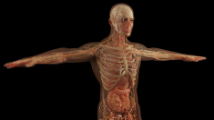 «Bodies» llega a Málaga entre denuncias por, presuntamente, usar cuerpos de ejecutados en China sin consentimiento