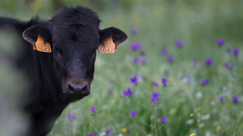 Una vaca del criador español Juan Pedro Domecq pasta en la finca "Lo Álvaro" del Castillo de las Guardas, cerca de Sevilla. Imagen de archivo. (Cristina Quicler/ AFP vía Getty Images)