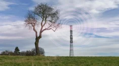 Cada vez estamos más expuestos a los campos electromagnéticos: ¿cómo protegernos?