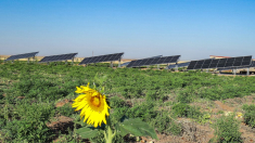 Qué son los créditos de carbono y por qué son cada vez más cuestionados