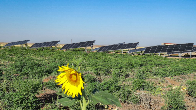 Imagen ilustrativa. Una flor en una granja. Detrás se ven paneles solares. (DELIL SOULEIMAN/AFP vía Getty Images)