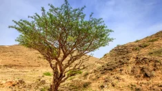 Mencionado en la Biblia: un árbol cultivado de semillas milenarias tiene propiedades curativas especiales