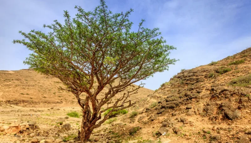 Mencionado en la Biblia: un árbol cultivado de semillas milenarias tiene propiedades curativas especiales