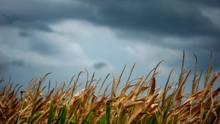 Agroterrorismo al estilo del PCCh