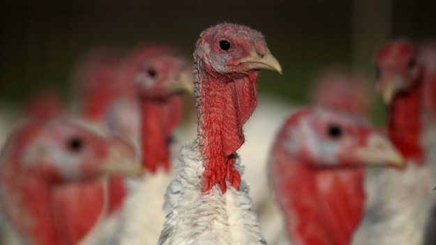 Confirman en España el primer foco de gripe aviar HPAI desde 2023: sacrifican 12 000 aves