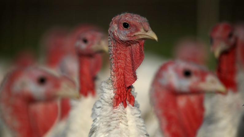 Pavos blancos de pecho ancho en su corral en una imagen de archivo (Justin Sullivan/Getty Images)