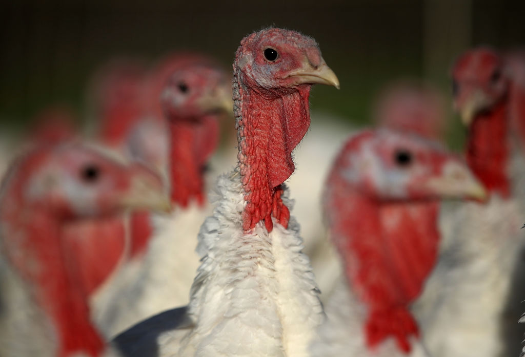 Confirman en España el primer foco de gripe aviar HPAI desde 2023: sacrifican 12 000 aves
