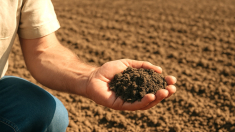 El campo reclama normas urgentes para frenar que las renovables ocupen tierras agrícolas productivas