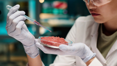 VOX tramita ley para prohibir las «carnes sintéticas» y regular las proteínas de insectos