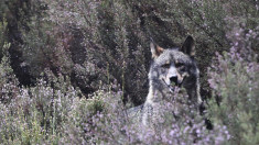Ganaderos: Los lobos atacan a diario al ganado y están perdiendo el miedo a la presencia humana