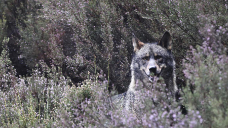 Ganaderos: Los lobos atacan a diario al ganado y están perdiendo el miedo a la presencia humana