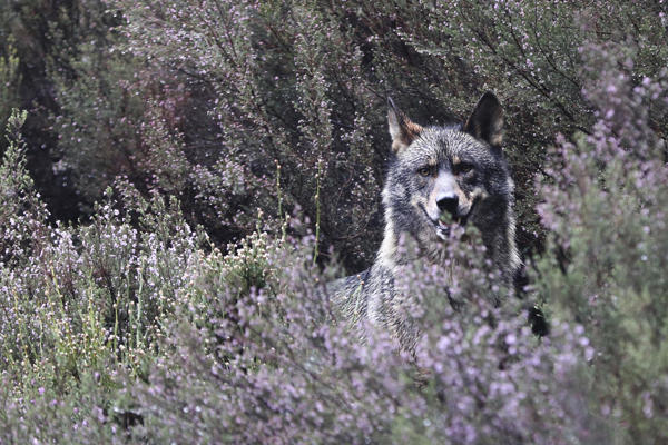 Ganaderos: Los lobos atacan a diario al ganado y están perdiendo el miedo a la presencia humana
