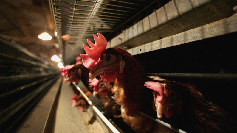 Gallinas en un gallinero. Imagen de archivo. (Jamie McDonald/Getty Images)