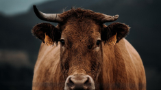 Silencio administrativo ante aislamientos obligatorios y fauna sin control: el campo exige respuestas por la tuberculosis bovina
