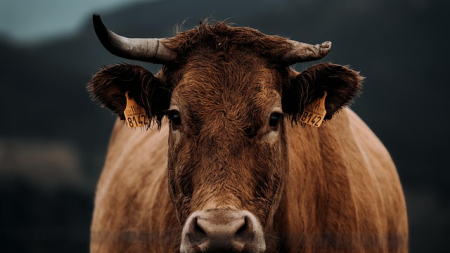 Silencio administrativo ante aislamientos obligatorios y fauna sin control: el campo exige respuestas por la tuberculosis bovina