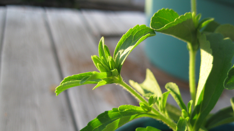 Una planta de stevia sobre una mesa. Foto: Rosa Say. Flickr