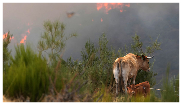 Las vacas observan mientras un incendio forestal arde en Castrillo de Cabrera, noroeste de España, el 16 de agosto de 2025. (Cesar Manso / AFP vía Getty Images)
